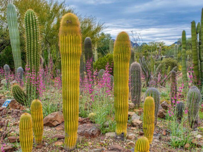 Xeriscape Landscaping Dallas TX