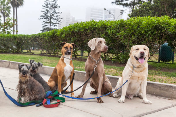 DFW Pet Sitting Services: Hire a Professional for Your Pet