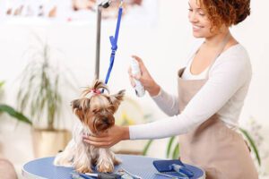 DFW Pet Sitting Services: Hire a Professional for Your Pet