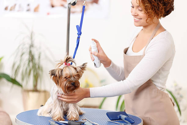 DFW Pet Sitting Services: Hire a Professional for Your Pet